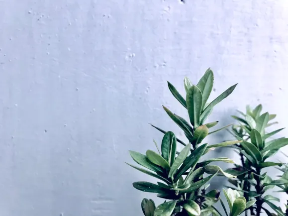 HippoZino Kasyno Wsparcie